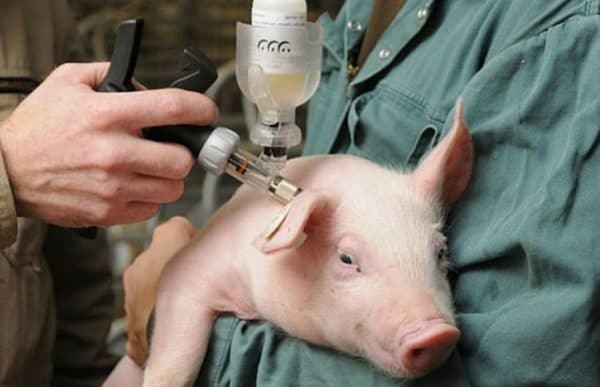 Вакцинация  свиней