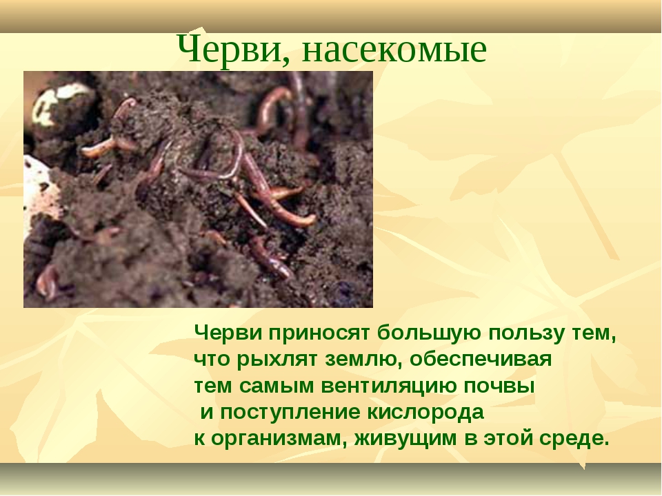 Дождевой червь относится к группе. Какую пользу приносят чер. Черви рыхлят землю. Польза дождевых червей для почвы. Какую пользу приносят дождевые черви.