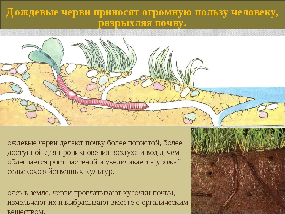 Роль дождевых червей в почвообразовании презентация