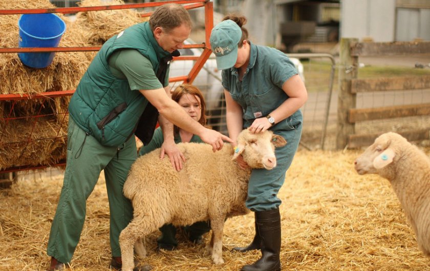 Ветеринарное обследование овец