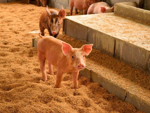 Положительная сторона выращивания свиней