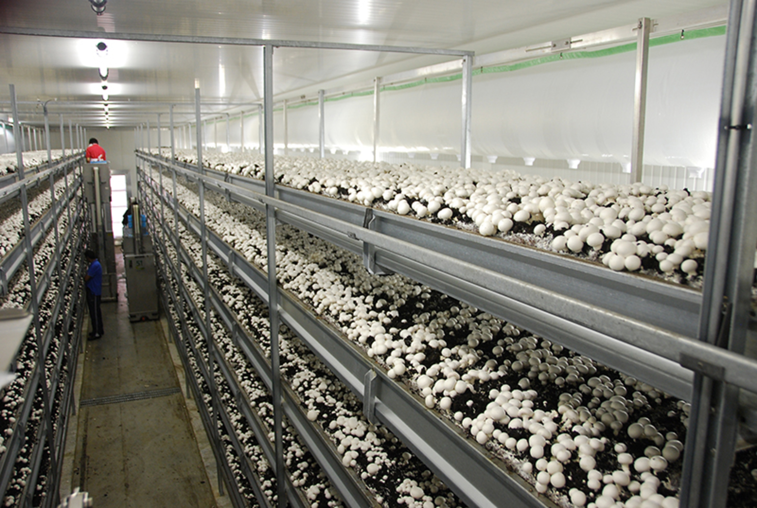 Оборудование для грибоводства шампиньоны