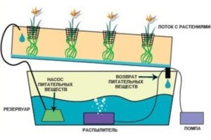 Принцип выращивания зелени на гидропонике