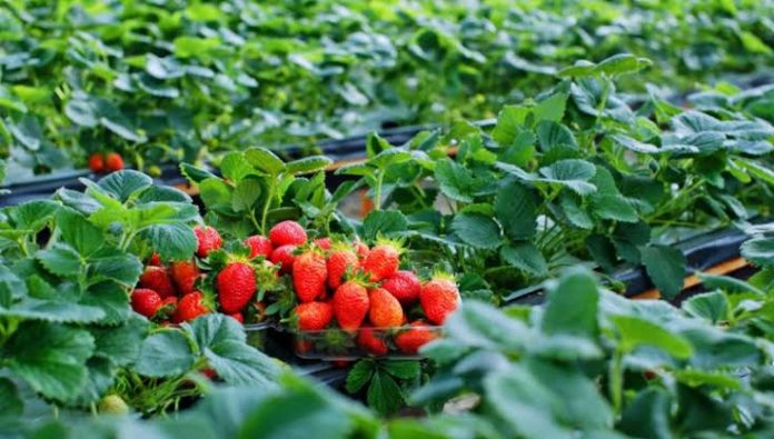 Strawberry farming, fruit farming