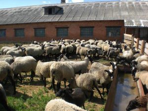 Ферма по разведению романовских овец