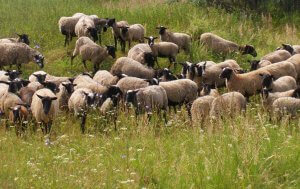 Романовские овцы на пастбище
