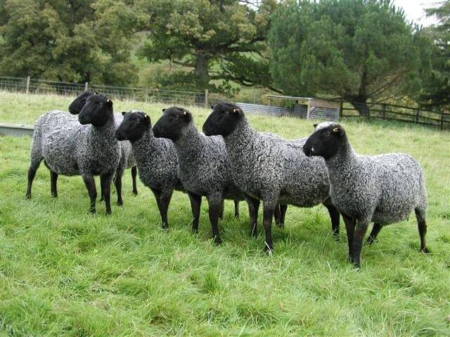 Романовские овцы на пастбище