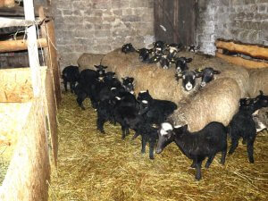 Стадо овец романовской породы в загоне