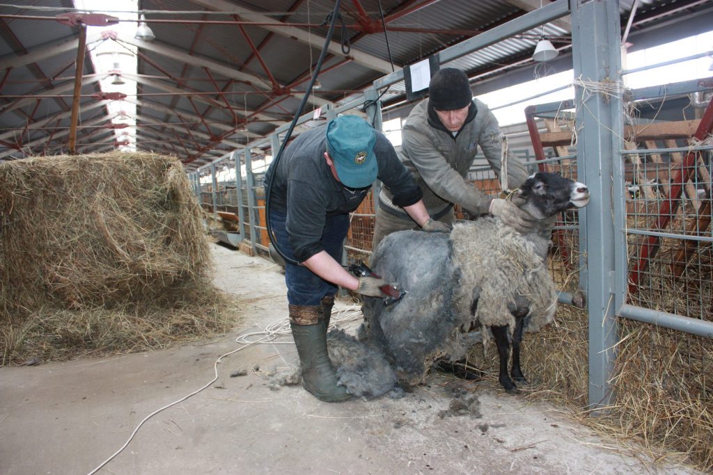 Стрижка овец на мини ферме
